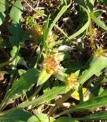 Richardia grandiflora