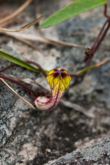 Ceropegia carnosa