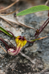 Ceropegia carnosa