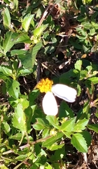 Bidens alba