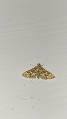 Sameodes