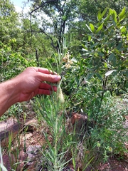 Gomphocarpus tomentosus tomentosus