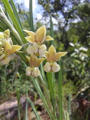 Gomphocarpus tomentosus tomentosus