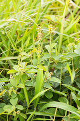 Eriosema parviflorum