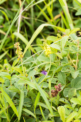 Eriosema parviflorum