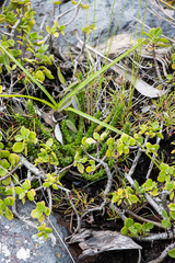 Euphorbia flanaganii