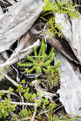 Euphorbia flanaganii