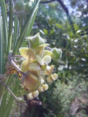 Gomphocarpus tomentosus tomentosus