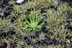 Euphorbia flanaganii