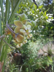 Gomphocarpus tomentosus tomentosus