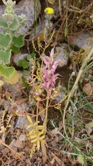 Anacamptis sancta