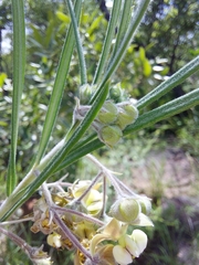 Gomphocarpus tomentosus tomentosus