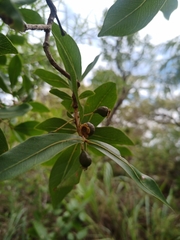 Psidium myrsinites