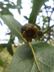 Psidium myrsinites