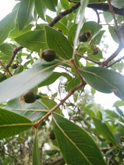 Psidium myrsinites