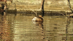 Tachybaptus ruficollis