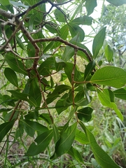 Psidium myrsinites
