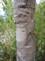 Psidium myrsinites