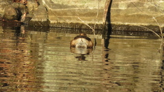 Tachybaptus ruficollis