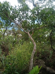 Psidium myrsinites