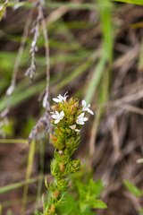 Roella glomerata