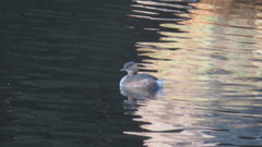 Tachybaptus ruficollis