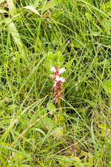 Satyrium sphaerocarpum