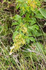 Searsia carnosula