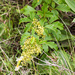 Searsia carnosula - Photo (c) graham_g, algunos derechos reservados (CC BY-NC)