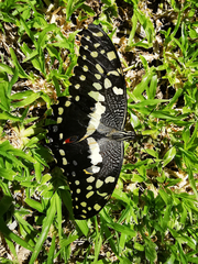 Papilio demodocus demodocus