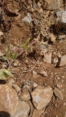 Anthyllis circinnata