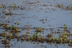 Pontederia crassipes
