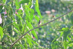 Prinia inornata