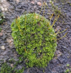 Syntrichia montana