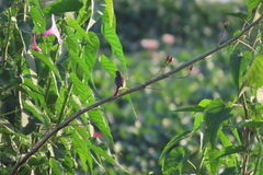 Prinia inornata