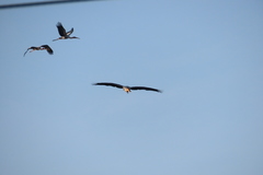 Mycteria leucocephala