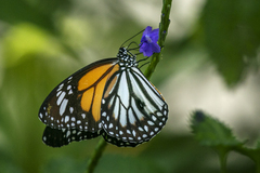 Danaus melanippus hegesippus