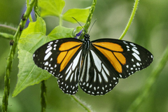 Danaus melanippus hegesippus