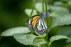 Danaus melanippus hegesippus