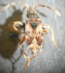 Scolopostethus thomsoni