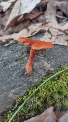 Hydnangiaceae
