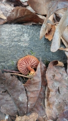 Hydnangiaceae