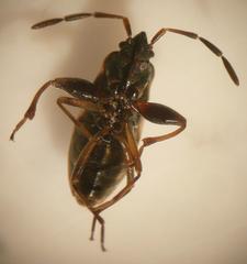 Scolopostethus thomsoni