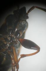 Scolopostethus thomsoni