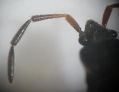 Scolopostethus thomsoni