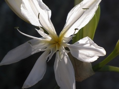 Pancratium illyricum