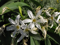 Pancratium illyricum