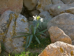 Pancratium illyricum