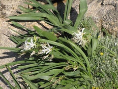 Pancratium illyricum