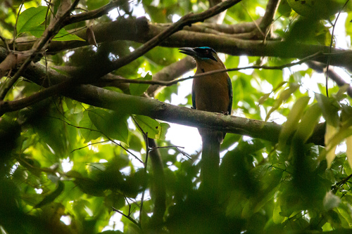 Amazonian Motmot
